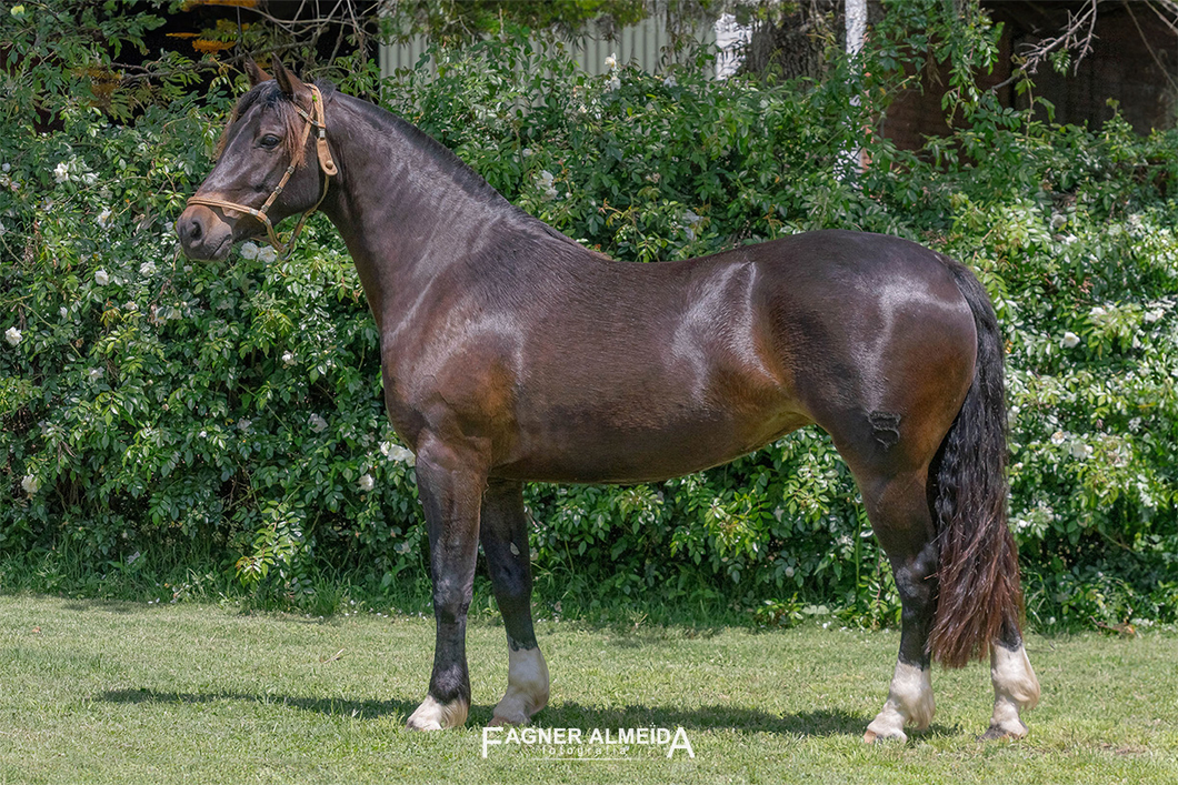 Lote COE PAPAYA