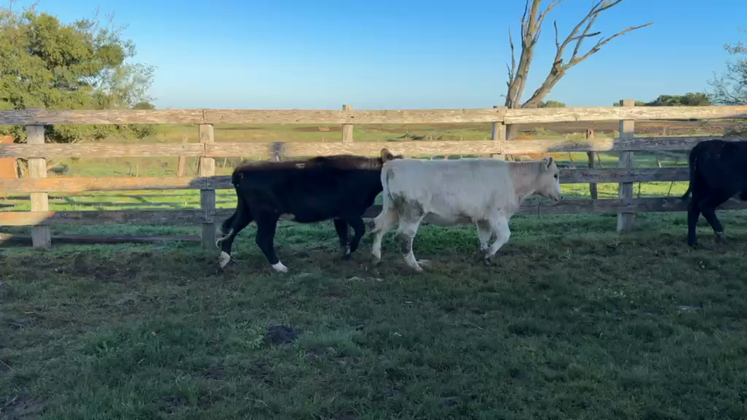 Lote TERNERAS