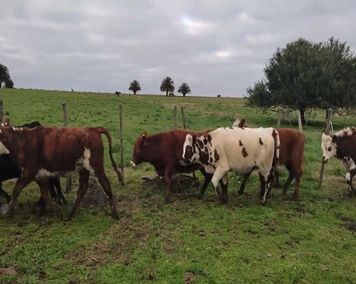 Lote 15 Terneras 5 LI X RA,  2 AA,  4 NO,  1 HE,  1 HE X NO, 1 LI X SH,  1 RA a remate en 9vo Remate Virtual 195kg - , San José