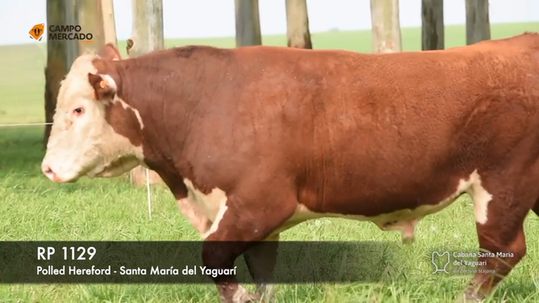 Lote Toros Hereford P.I a remate en Subasta Santa Maria del Yaguari, Tacuarembó