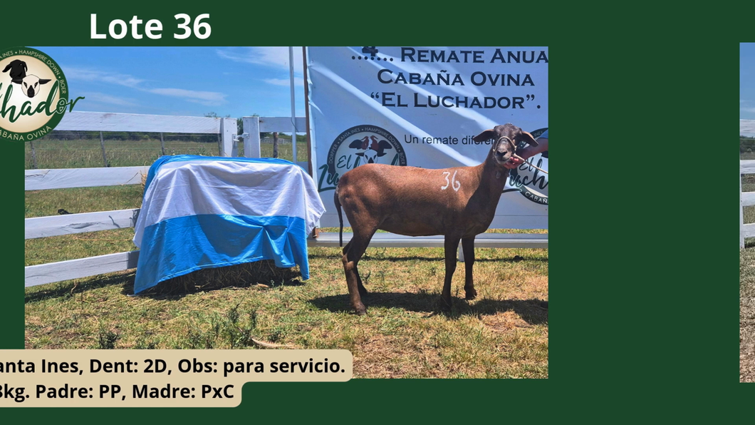Lote PxC