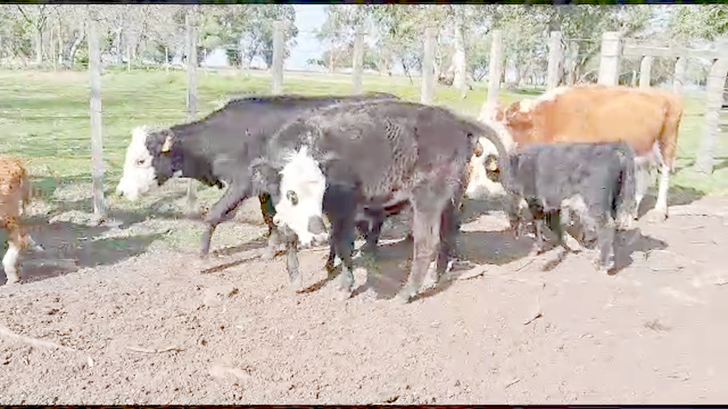 Lote 16 Piezas de cría Angus Hereford a remate en Aniversario 115 Años - Camy 330kg -  en Ruta 23 Km 122