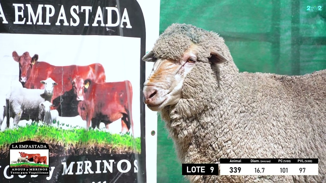 Lote 5 Carneros Merino Dohne a remate en 33º Remate Cabaña La Empastada, Durazno