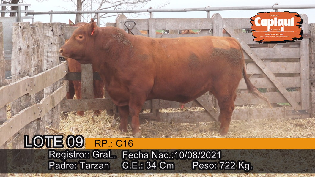 Lote Toro