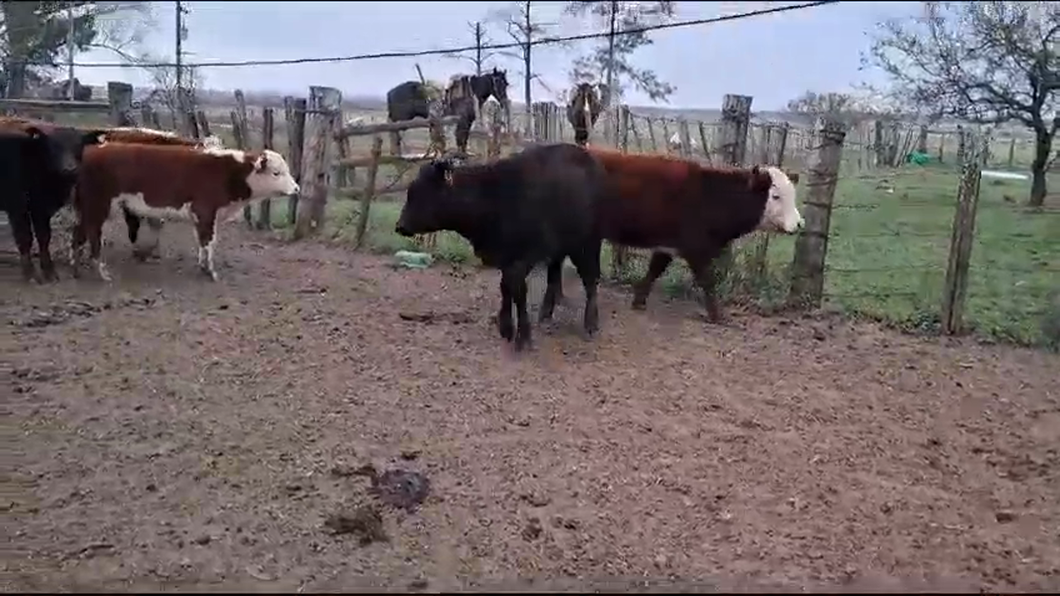 Lote 25 Terneros 17 AA,  4 HE,  CRUZAS a remate en Pantalla Expo Salto - Daniel Medina 175kg -  en COL. E. ACEVEDO. KM 594 RUTA 3, 8 KM AL OESTE