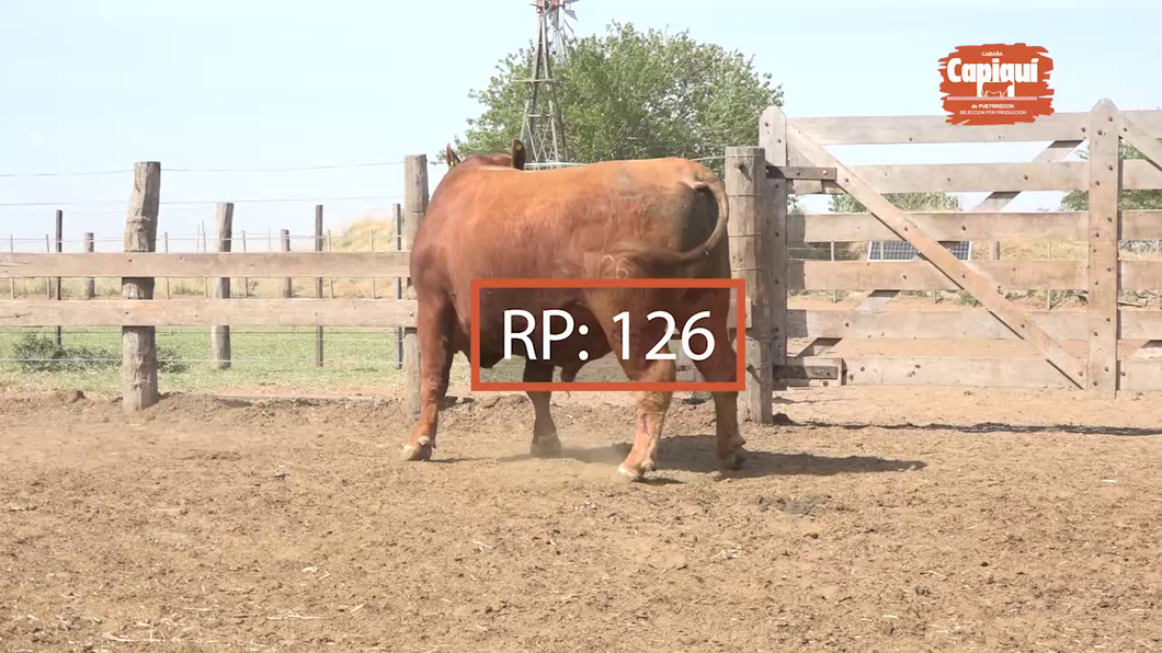 Lote Toro PP