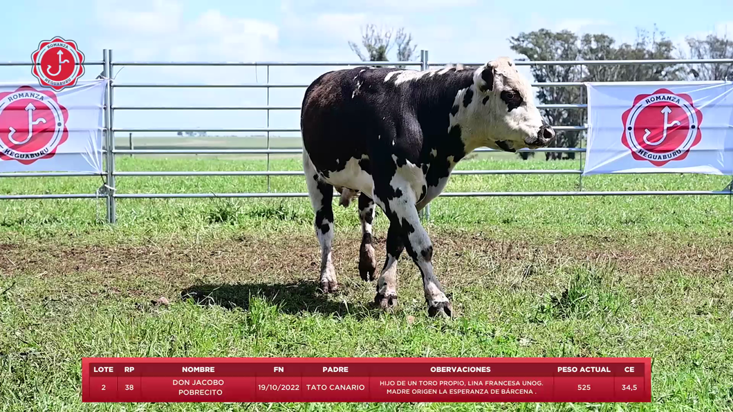 Lote Toros a remate en 8º Remate Anual - Estancia Romanza, Tacuarembó