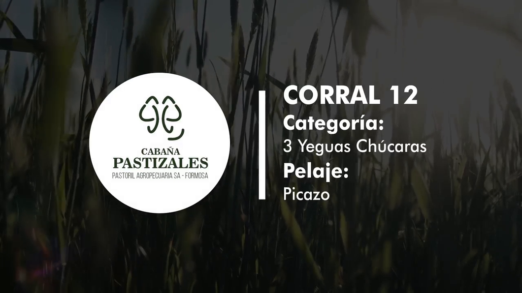 Lote YEGUA