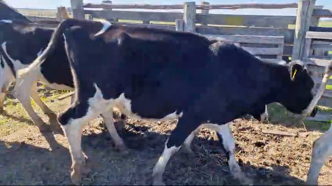 Lote 21 Vaquillonas  Holando a remate en Pantalla Camy  250kg -  en Ciudad Rodriguez