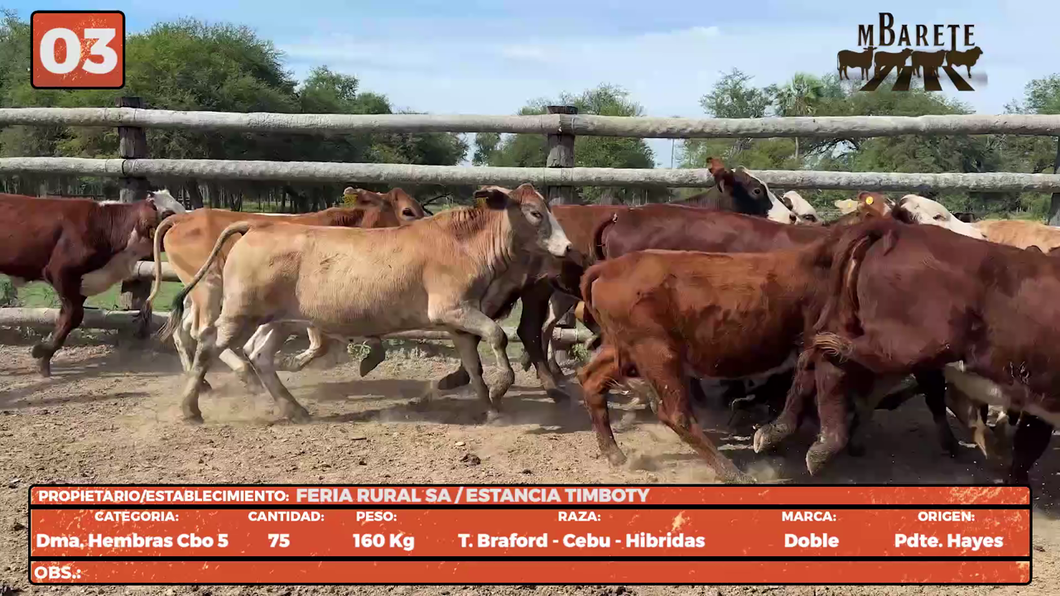 Lote LOTE 3