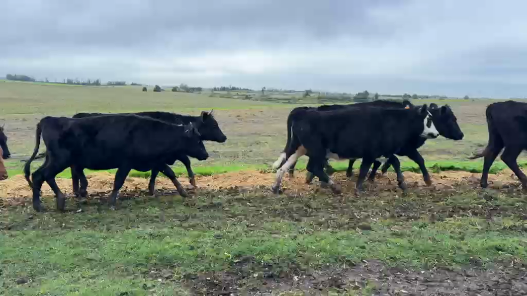 Lote VAQUILLONAS 1 a 2 AÑOS