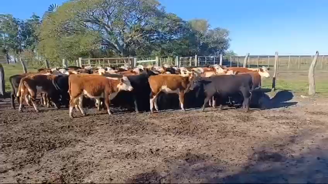 Lote 70 Terneros en Concordia, Entre Ríos