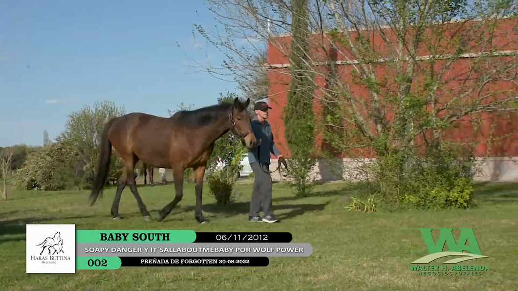 Lote BABY SOUTH