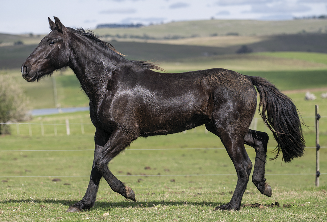 Lote MOLLE DEL CEIBAL