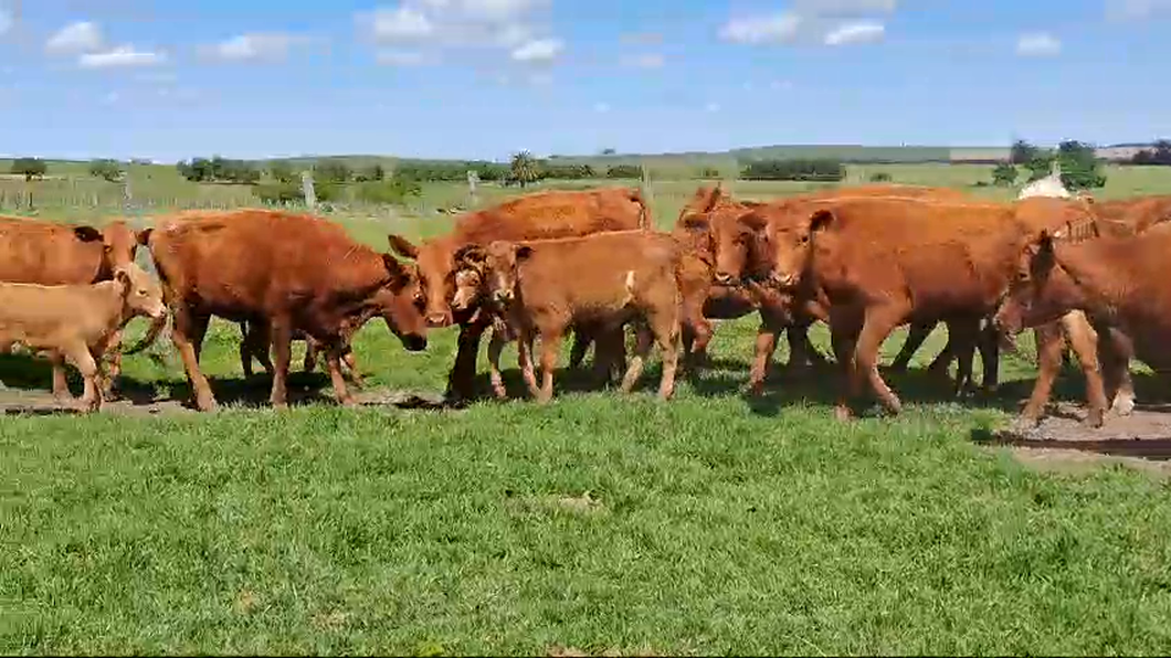 Lote 36 Piezas de cría Vaquillonas angus colorados a remate en Pantalla Camy 330kg -  en America