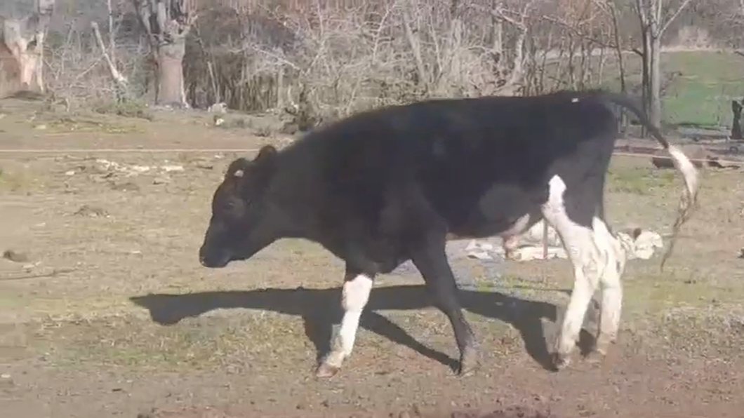 Lote (Vendido)Toros de industria a remate en #48 Pantalla Carmelo 300kg -  en AGRACIADA