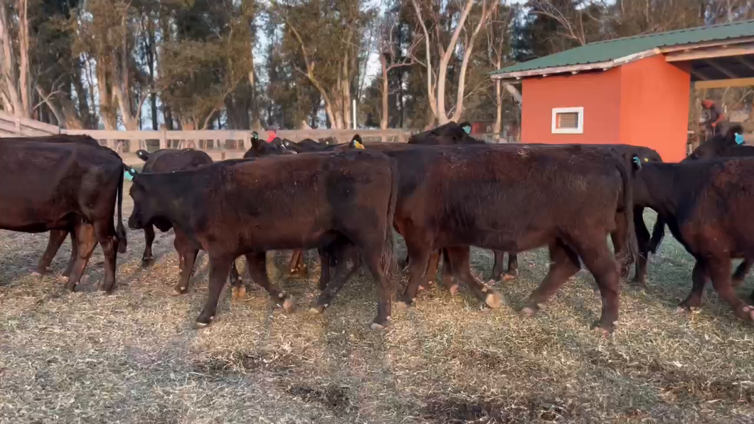 Lote 32 Vaquillonas preñadas