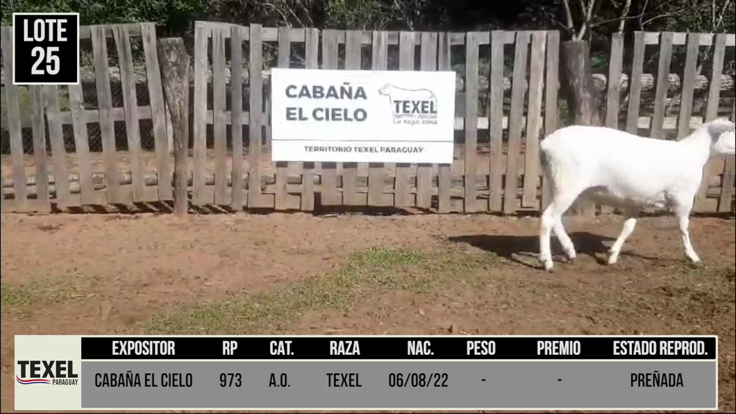 Lote LOTE 25 - CAMPO