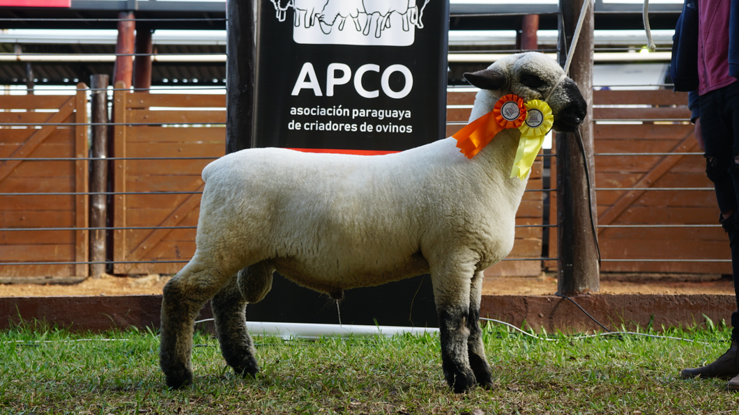 Lote Hampshire Down Expo Internacional 2022 - Lote 28