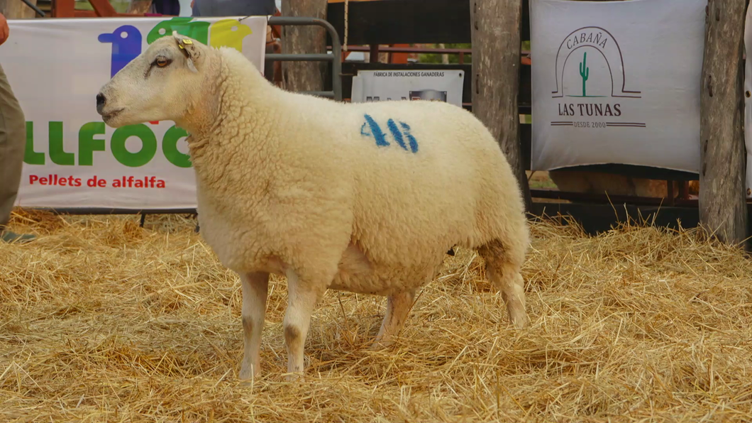 Lote TEXEL HEMBRA