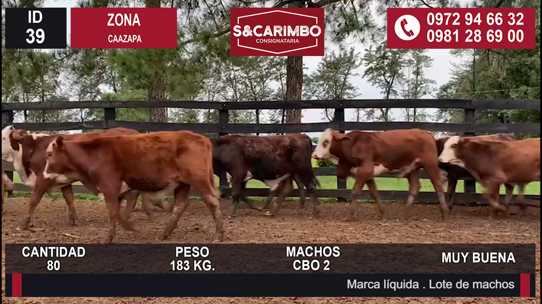 Lote TERNEROS CBO 2