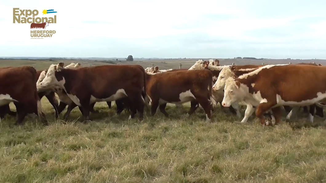 Lote 20 Vaquillonas Vacas Preñadas HEREFORD a remate en Expo Nacional 2022 440kg - , Lavalleja