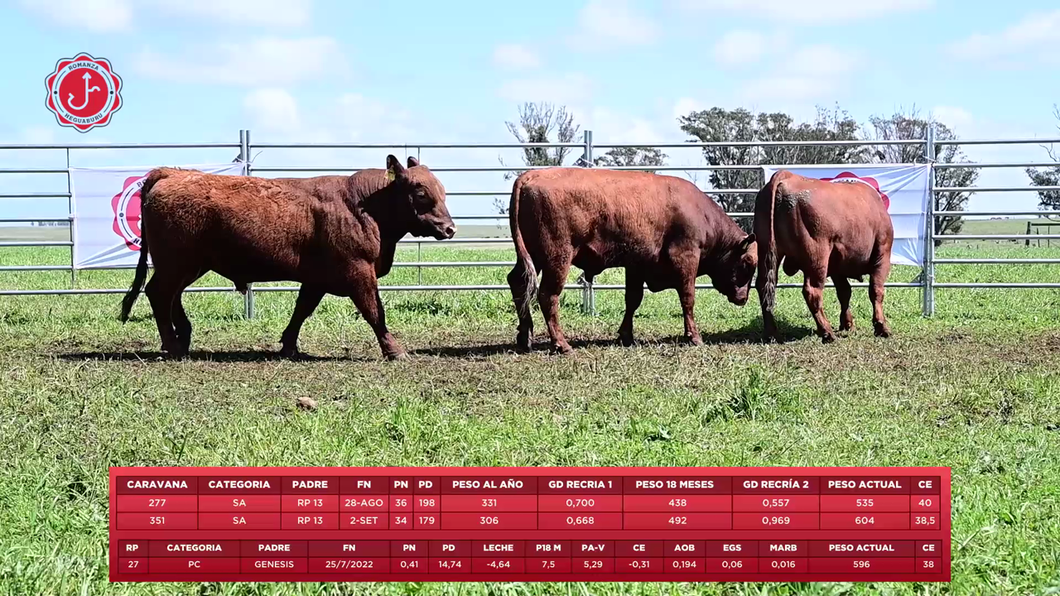 Lote 3 Toros a remate en 8º Remate Anual - Estancia Romanza, Tacuarembó