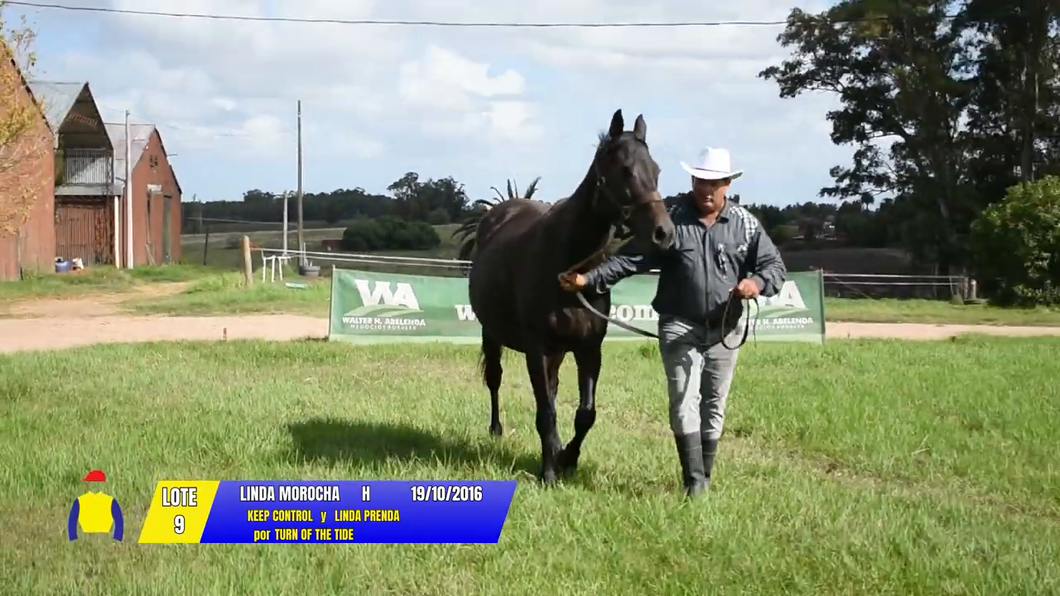 Lote LINDA MOROCHA