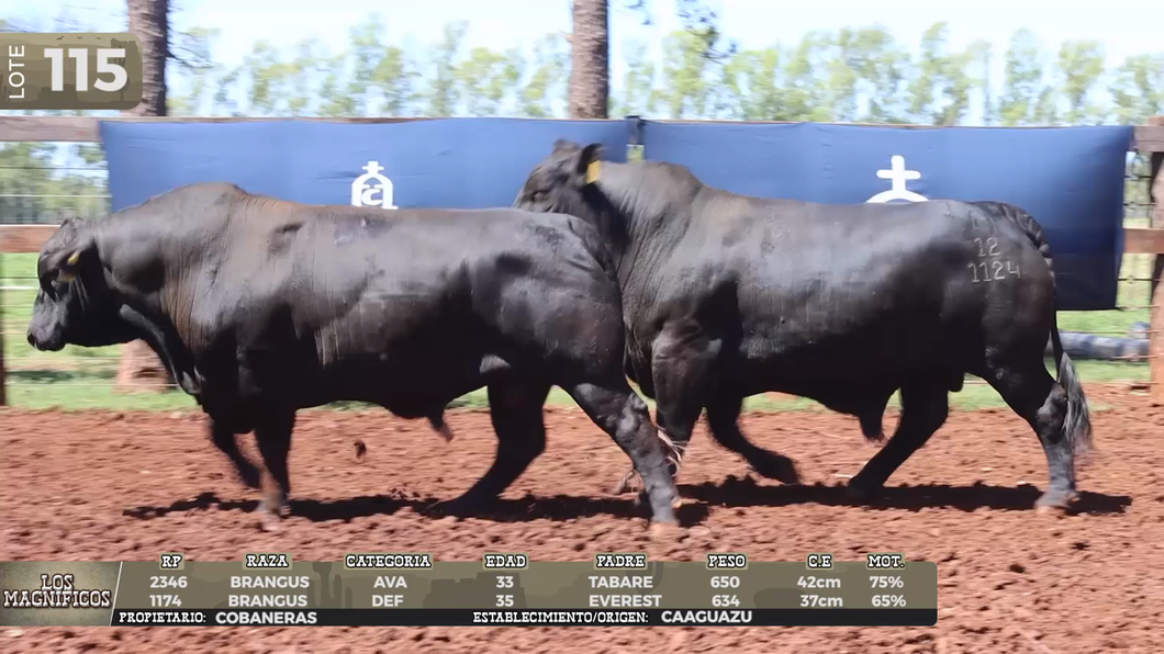 Lote LOTE 115- EN VIVO