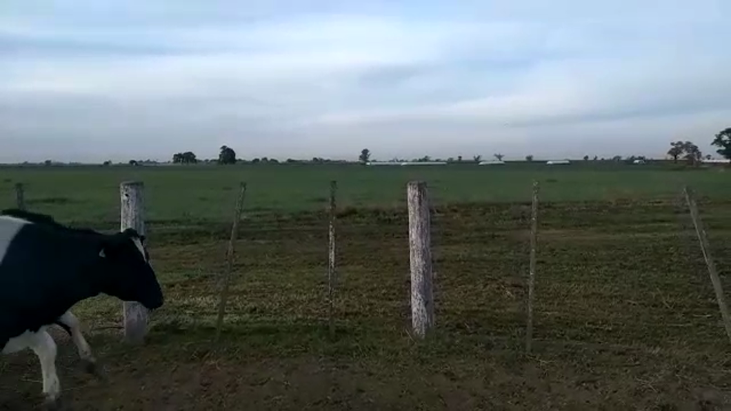 Lote 5 Vaquillonas preñadas Holando Argentino en Sarmiento, Santa Fe