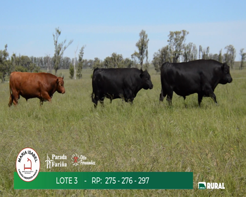 Lote TOROS PPI 3 AÑOS