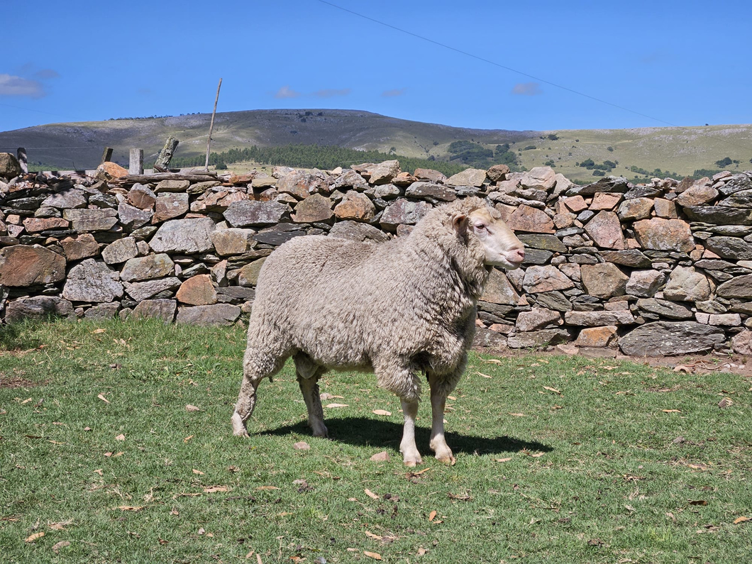 Lote (Vendido)Carneros a remate en Subasta Online - Nambi Guasu, Lavalleja