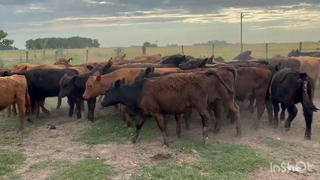 Lote 33 Terneros/as
