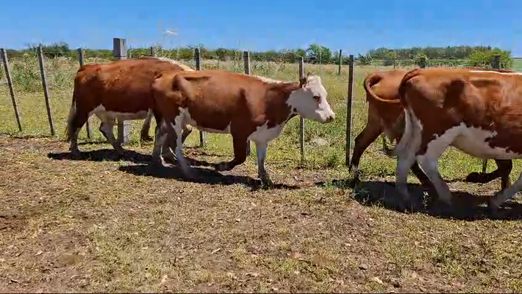 Lote 13 Vaquillonas/Vacas Entoradas 10 HE,  3 HE x RA a remate en 26° Remate Anual 380kg -  en COL. SENDIC