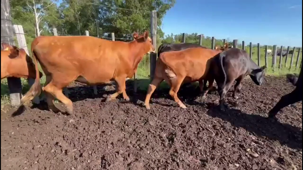 Lote VACAS PREÑADAS