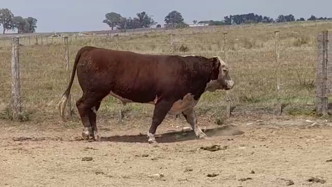 Lote TORO PO