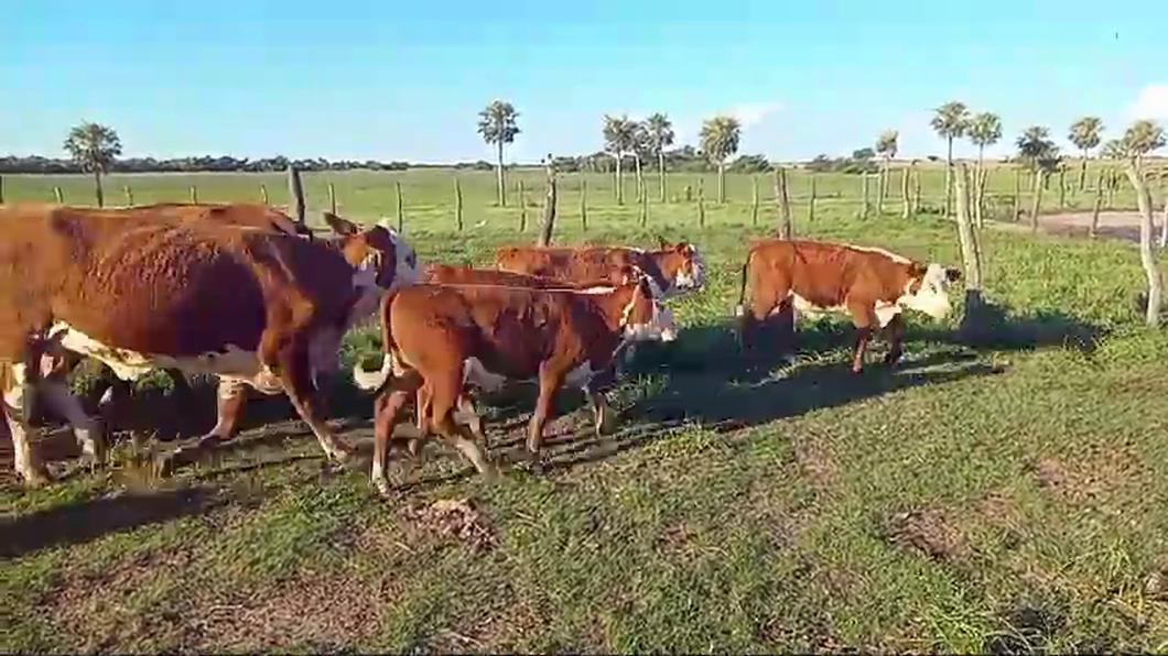 Lote 130 Vacas C/ cria Braford en Esquina, Corrientes