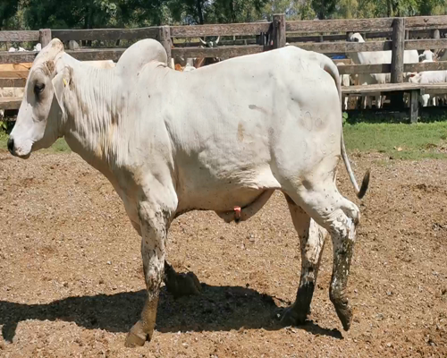 Lote Toro Reproductor