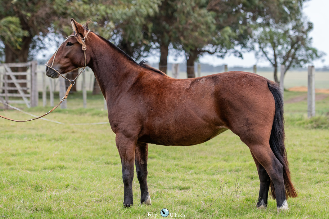 Lote JAGUEL YOMA