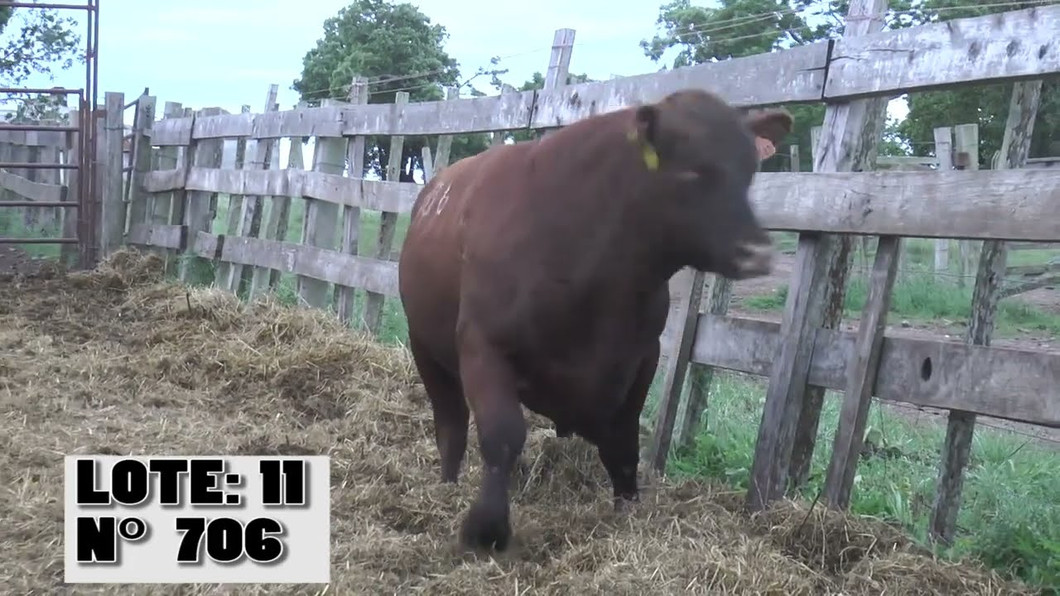 Lote 3 Toros a remate en La Empastada, Durazno