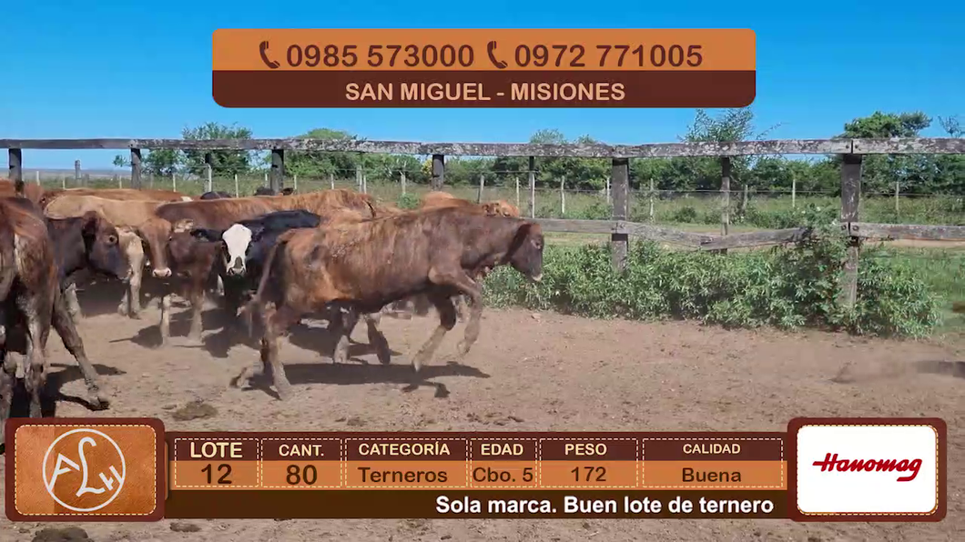 Lote Lote 12