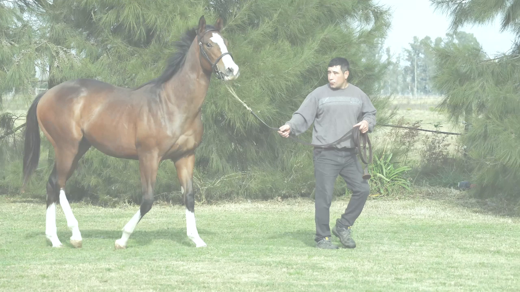 Lote SEBI CHUCK (CHUCK BERRY -  SUN SPRINKLE por SEBI HALO)