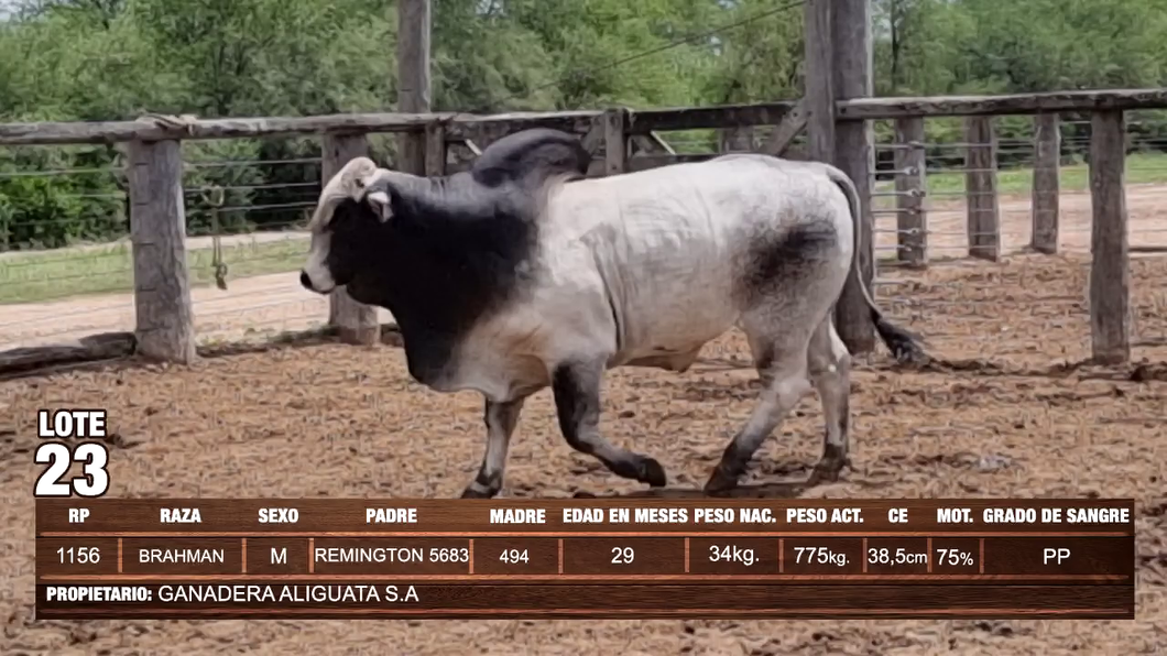 Lote Lote 23
