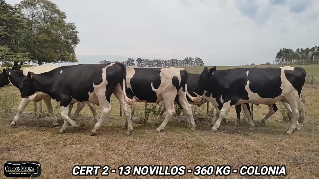 Lote 13 Novillos 1 a 2 años en Tarariras, Colonia