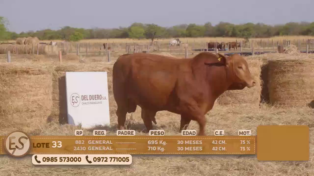 Lote Toro