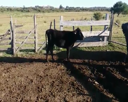 Lote LOTE 38