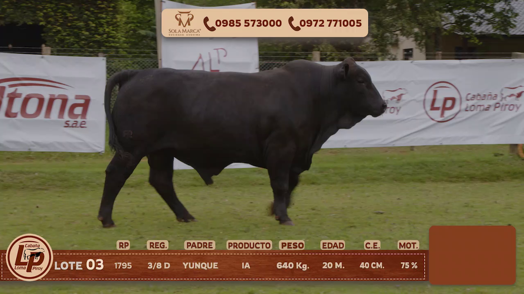 Lote MACHO