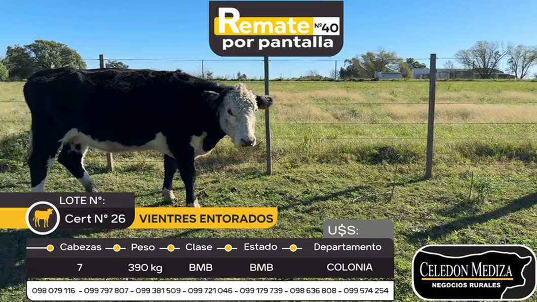 Lote 7 Vaquillonas/Vacas Entoradas en Colonia