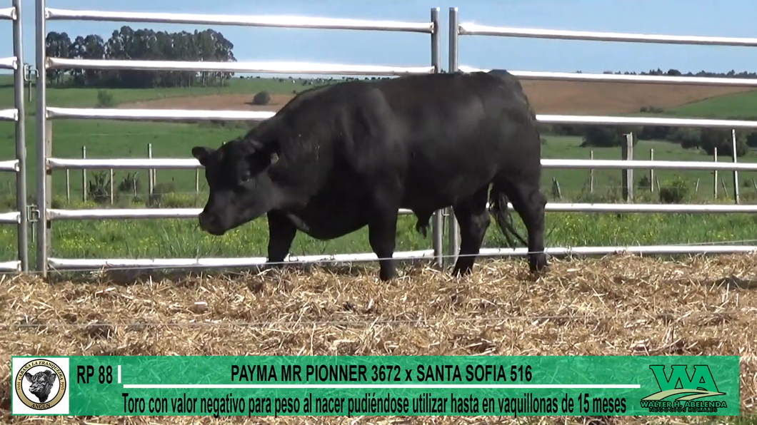 Lote Toros a remate en Cabaña La Franqueira, Florida