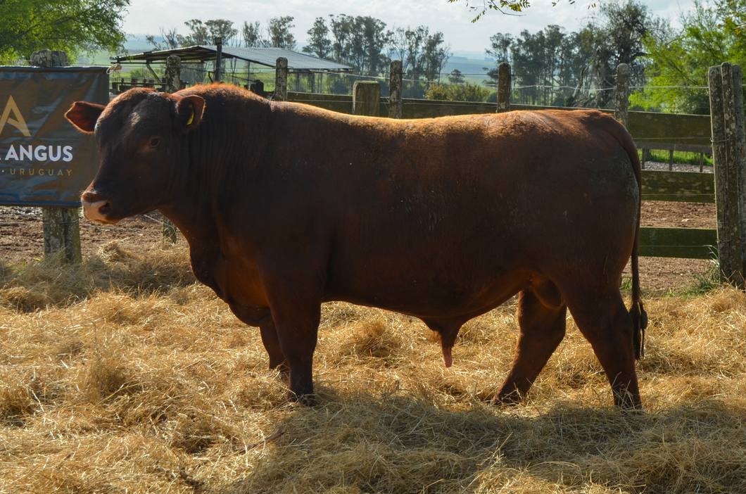 Lote 3 Toros RED a remate en Alianza Angus, Treinta y Tres